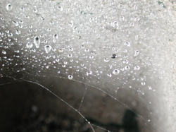 Web
